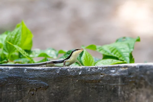 Salamandra se mantiene alta —  Fotos de Stock