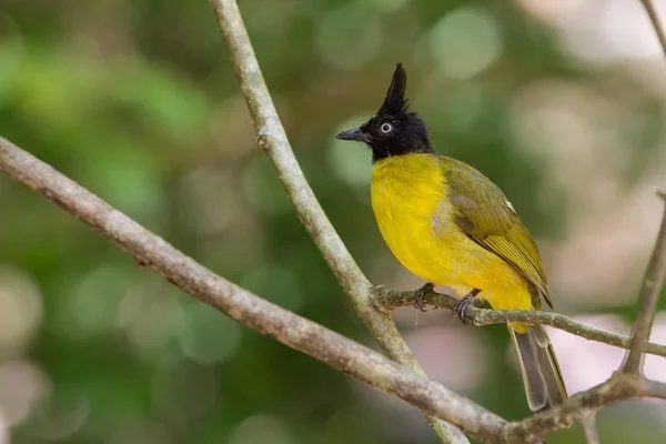 Bulbul de cresta negra — Foto de Stock