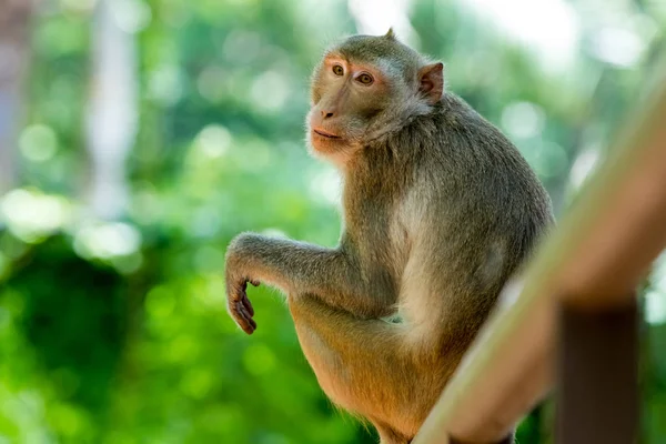 Monos de Tailandia — Foto de Stock