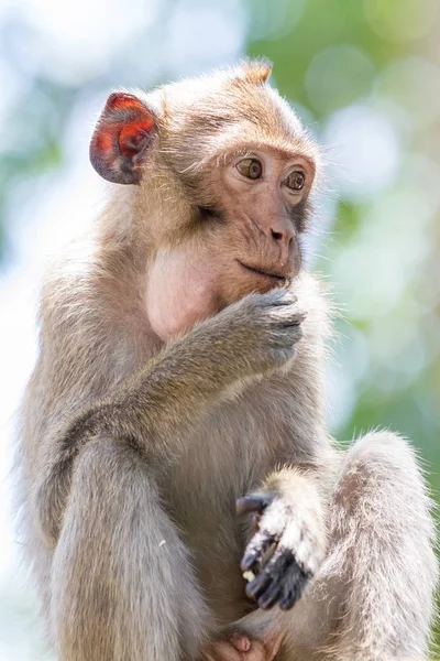 Monos de Tailandia — Foto de Stock