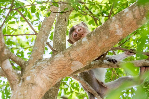 De apen van thailand — Stockfoto