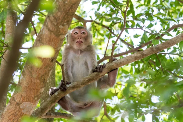 Monkeys of Thailand — Stock Photo, Image