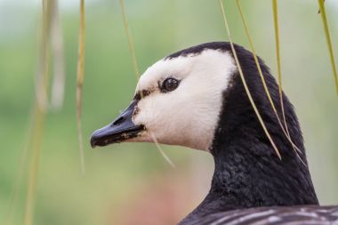 Kanada kazı, Branta kanadensis