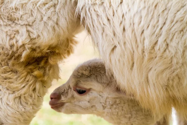 Un jeune lama — Photo