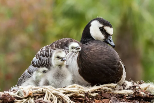 Kanadagås, Branta canadensis — Stockfoto