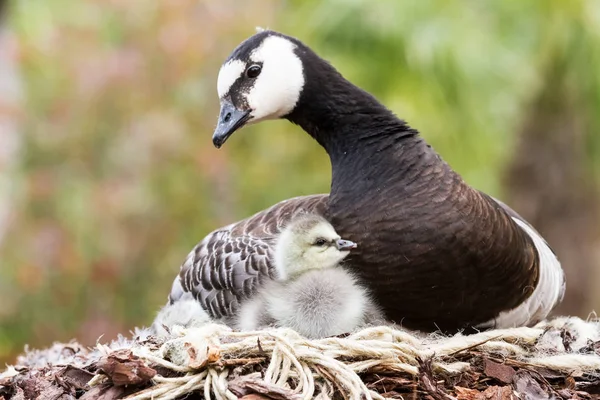 Bernache du Canada, Branta canadensis — Photo