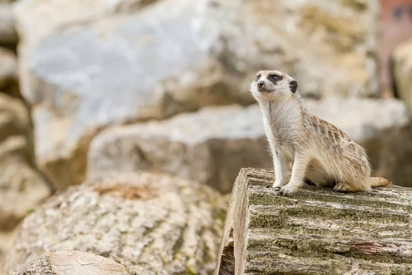 An looking meerkat — Stock Photo, Image