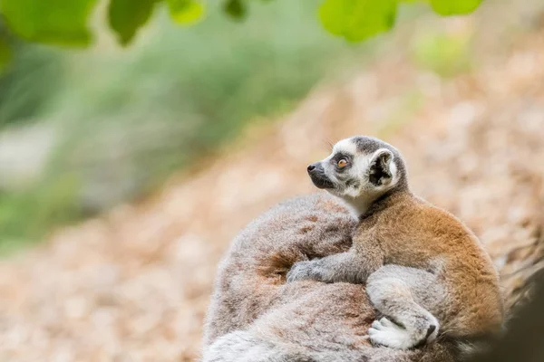 Halka Kuyruklu Lemur — Stok fotoğraf