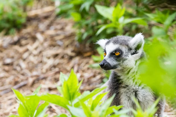 Prsten sledoval lemur — Stock fotografie