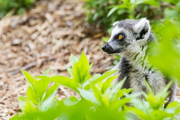 Anel cauda Lemur — Fotografia de Stock