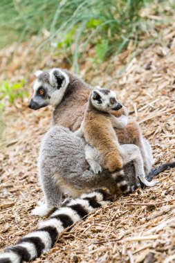 Halka Kuyruklu Lemur
