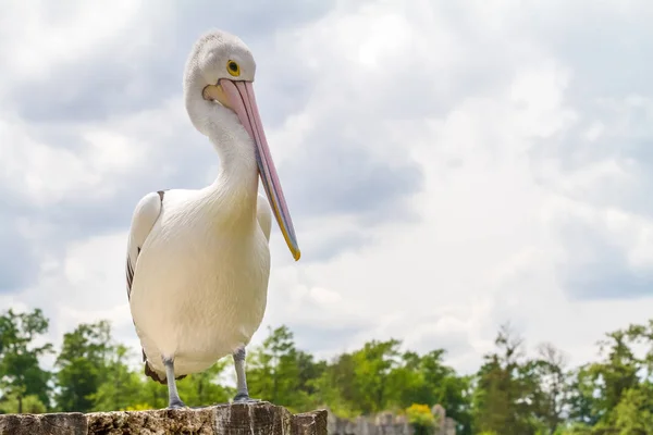 Pelican yang indah — Stok Foto