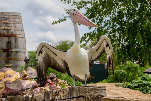 Pelican yang indah — Stok Foto