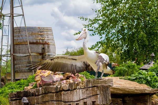 Pelican yang indah — Stok Foto