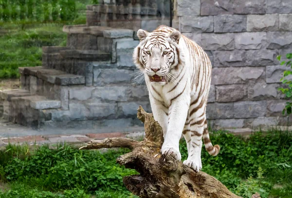 Ein sibirischer Tiger — Stockfoto