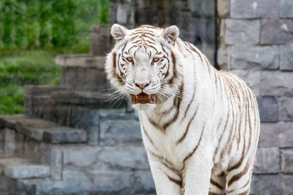 Een Siberische tijger — Stockfoto