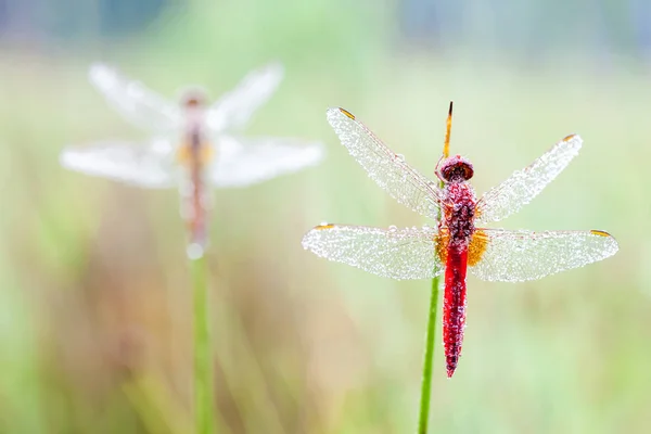 Eine Feuerlibelle — Stockfoto