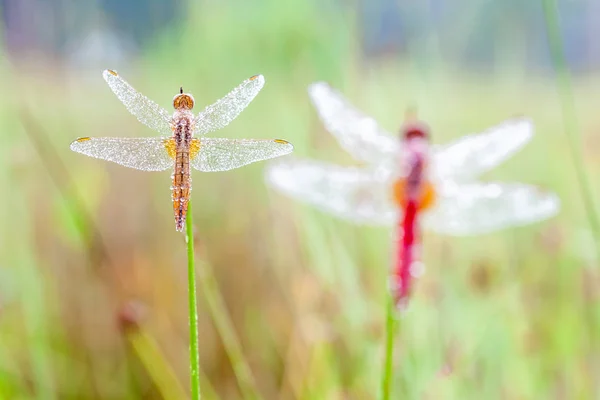 An Fire dragonfly — Stock Photo, Image