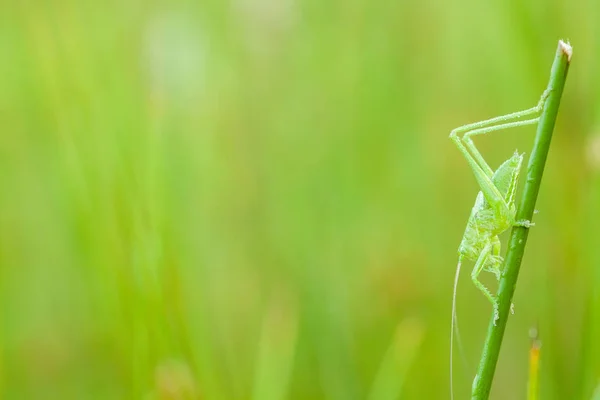 An green grasshopper — Stock Photo, Image