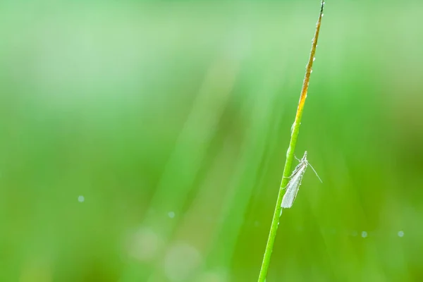 草のコブノメイガの性 — ストック写真