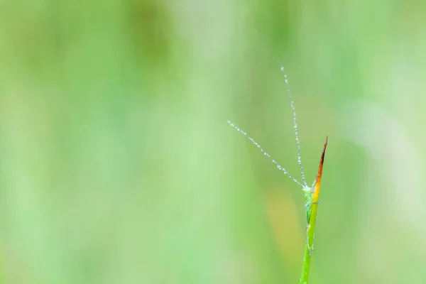 En grön gräshoppa — Stockfoto