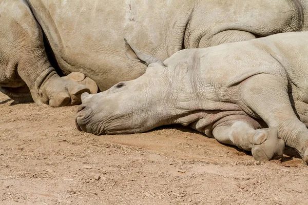 Лживый молодой носорог — стоковое фото