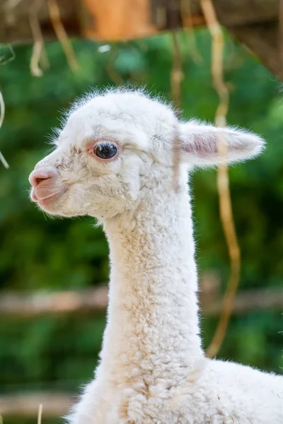 Un joven lama — Foto de Stock