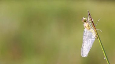 bir yangın yusufçuk