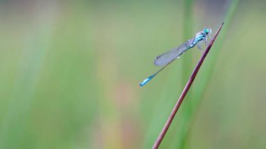 Kızböcekleri işaretlenmiş kadehi