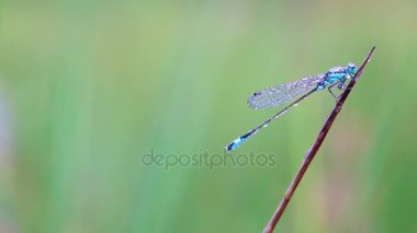 Kızböcekleri işaretlenmiş kadehi