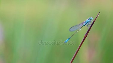 Kızböcekleri işaretlenmiş kadehi