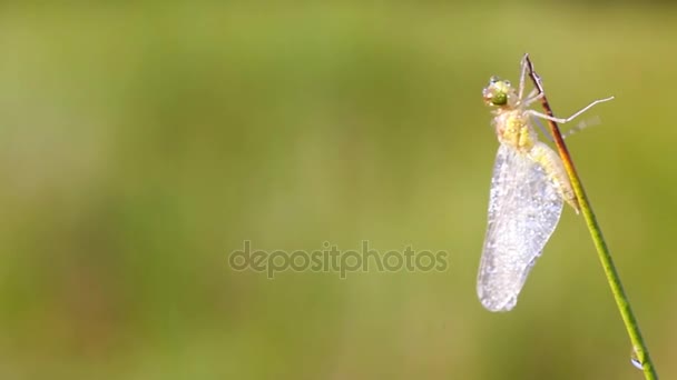 Una libellula di fuoco — Video Stock