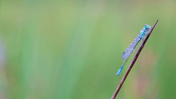 Cálice marcado damselfly — Vídeo de Stock