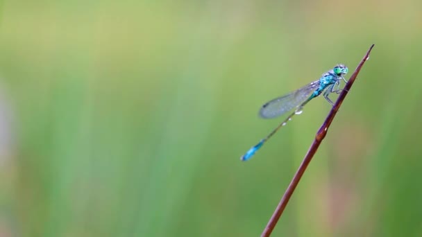 gobelet marqué demoiselle 