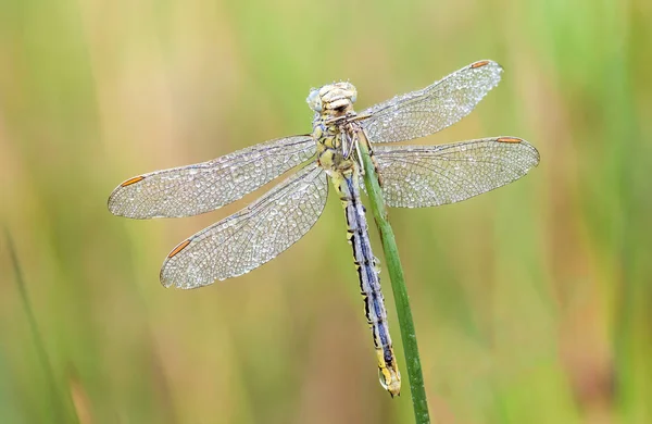 An Fire dragonfly — Stock Photo, Image