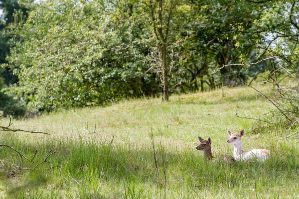 Blomstrende hjort whit baby i naturen - Stock-foto