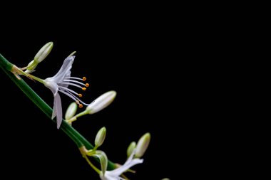 bir St Bernard'ın lily