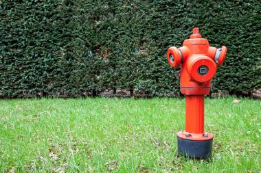 Hidrant çalıların arasında