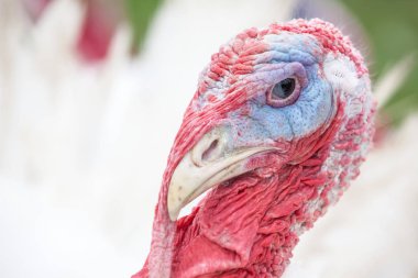 bir kafa bir Türkiye'nin