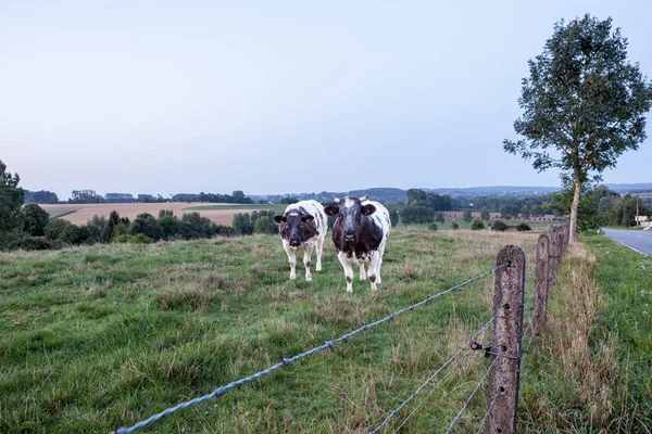 Krávy na zemi — Stock fotografie