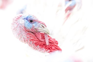 bir kafa bir Türkiye'nin