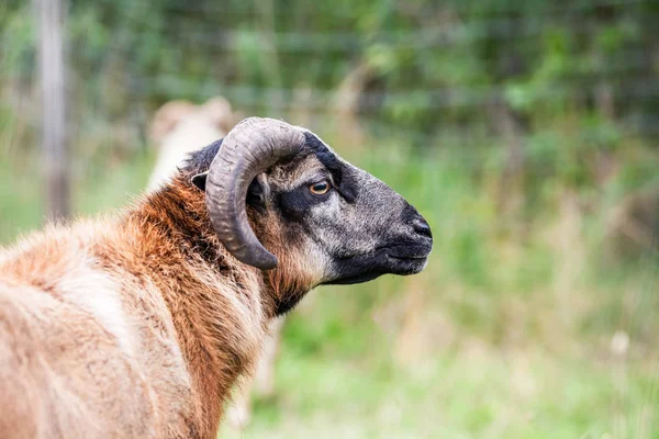 Une chèvre brune — Photo