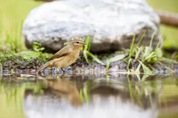 Un wren eurasien — Photo