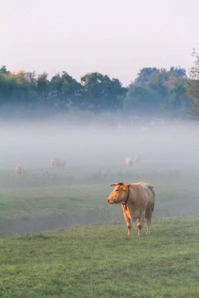 Kuh im Nebel — Stockfoto