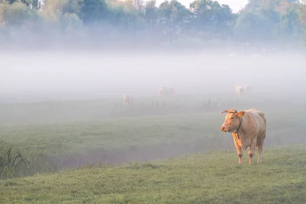 牛在雾中 — 图库照片