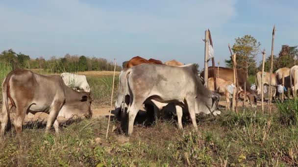 Kuh Auf Dem Feld — Stockvideo