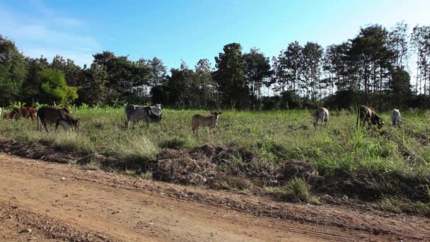 Vaca Campo — Vídeo de Stock