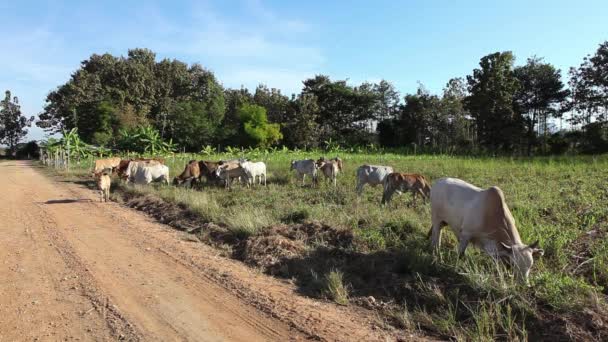 Vaca Campo — Vídeos de Stock