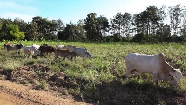 Kuh Auf Dem Feld — Stockvideo