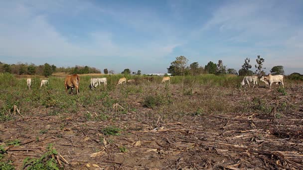 Koe Het Veld — Stockvideo